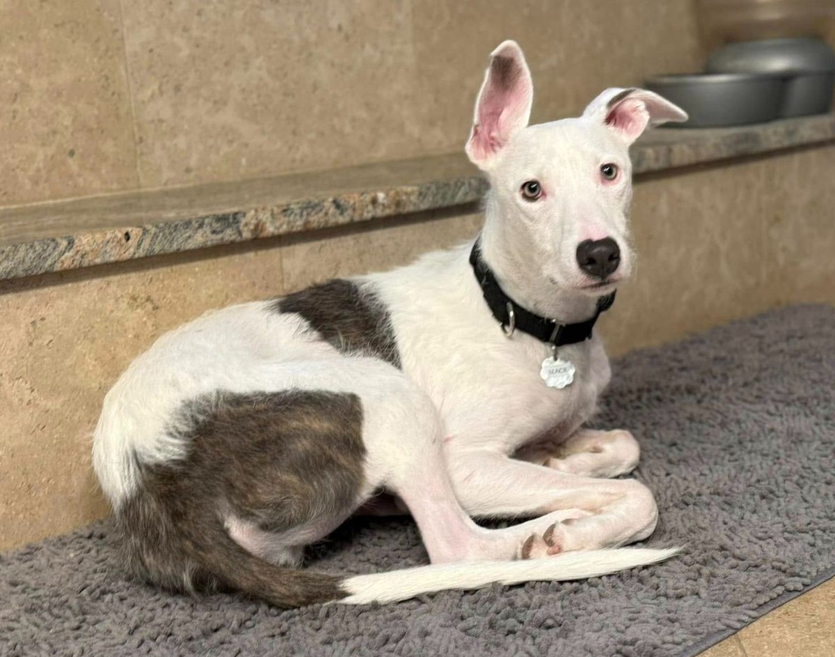 GaltxOrg's tweet photo. Adorable Greyhound Mix Mack is seeking a forever home with experienced dog parents and no cats. Read more about him: https://t.co/7H85LqAdR0 #GreyhoundMix #AdoptableDogs https://t.co/bMCVYbD53m