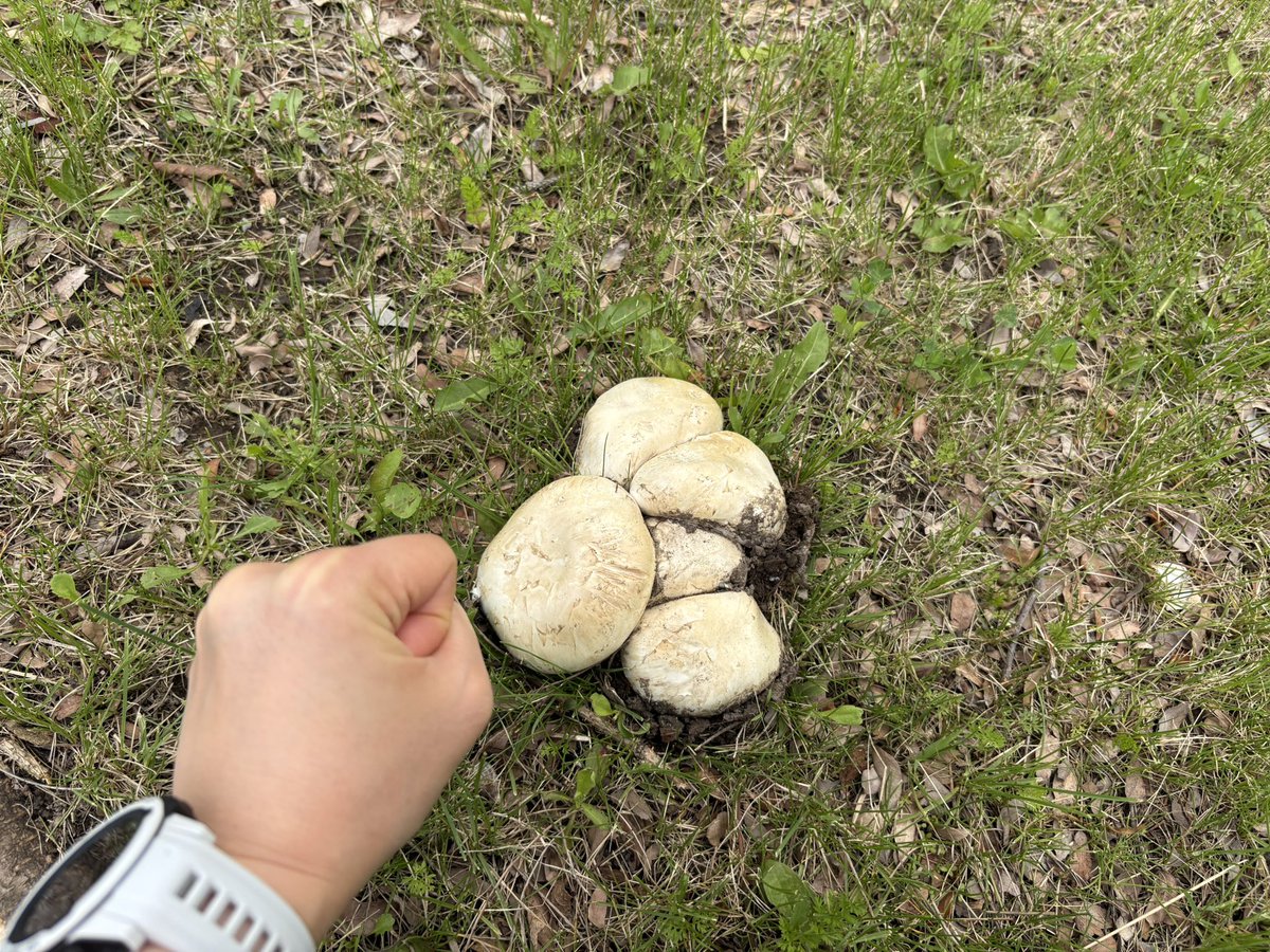 以为看花眼了，马路边草地上发现好几坨白蘑菇，最小的都有半个拳头大。因为不是在树上和树林地里碰到的，所以很怀疑是不是路人掉的。。不死心拿脚蹭了蹭，是地上长的 😂