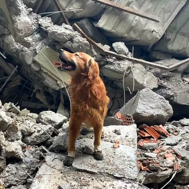 Depremde İsveç’ten Türkiye’ye gelip 18 kişinin hayatını kurtaran köpek Killian hayatını kaybetmiş. Kimi insanlardan daha faydalı biri, Allah her canlıya iyilikle anılmayı nasip etsin resmen