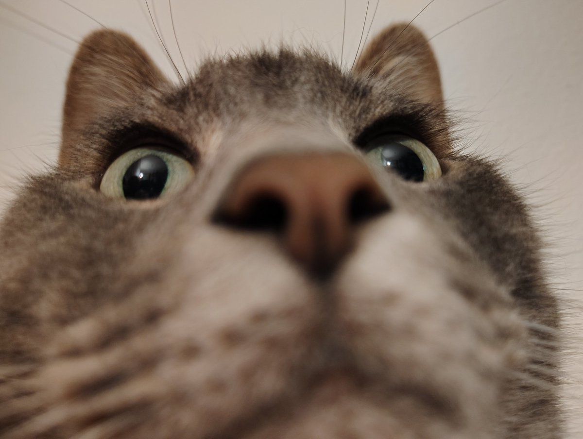 Mossy_Cat_Co's tweet photo. This is how my cat and I look at each other all day before I go to work
#cats #girlwithcat #kitties #sillycat #myman #wally #CatsOnTwitter https://t.co/oOJOldQmmb