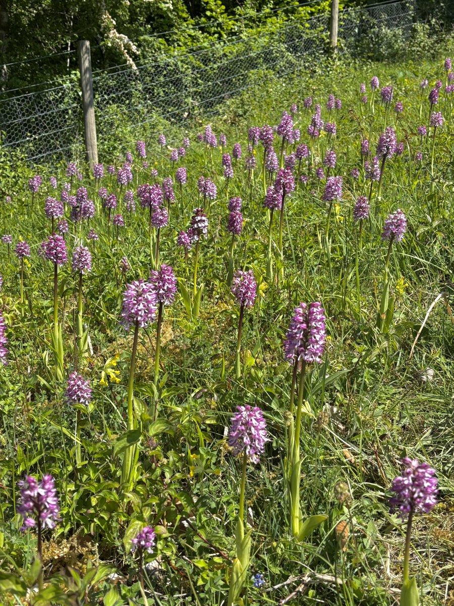 Photos from a recent day at the only site in the UK where you can find these super rare orchids;

These are hybrids Orchis simia x purpurea (Monkey x Lady Orchids) ☀️