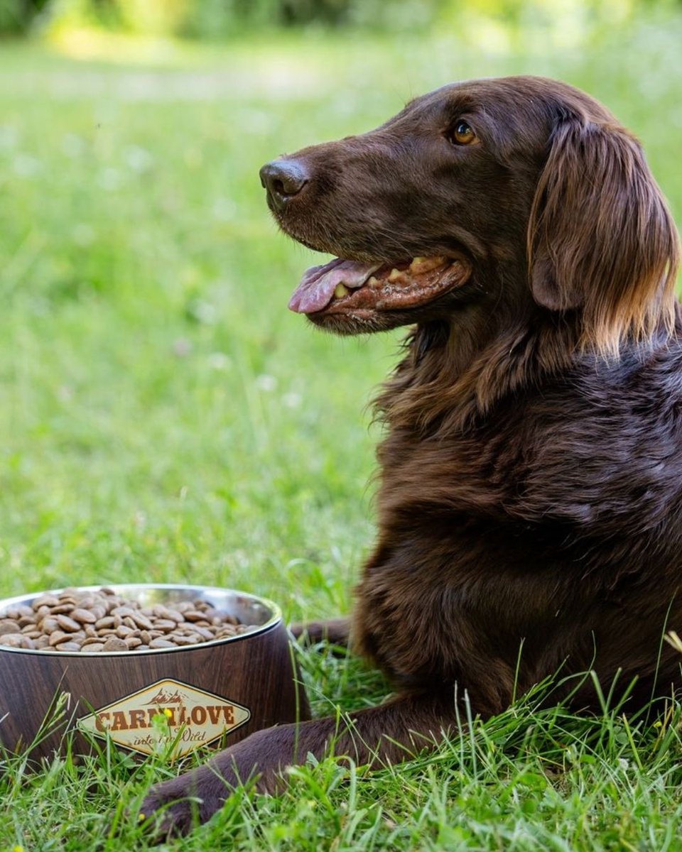 CarniloveTR's tweet photo. Bakışı “Ben mamamı seçtim” diyor... 😌🍽️
Kasesi dolu, kalbi huzurlu! 💚🐶
Çünkü içinde Carnilove var:
🥩 %100 gerçek et
🌿 Tahılsız & patatessiz
🐾 Doğaya uygun, içgüdülere sadık!

Ne sevdiğini bilen köpekler için…
Şımartmıyor, hak edeni ödüllendiriyoruz. 🏆✨

#Carnilove #CarniloveTurkiye #LidyaPet
#DoğalMama #GerçekEt #HappyDogLife
#KöpeklerİçinEnİyisi #KöpekAşkı 🐕🍃🍖🫶