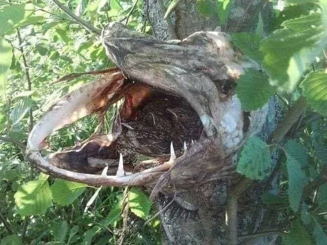 A Pike jumped out of the water likely chasing prey and got stuck in a branch and died. Now, a bird has made a nest in its mouth. One of the most interesting things I've seen.