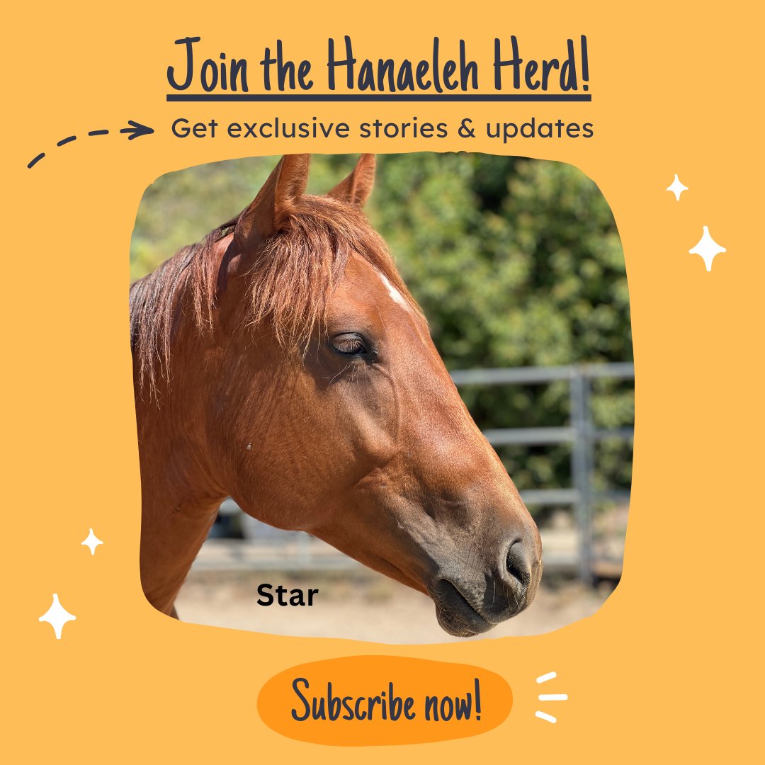 Join our ranch family and explore the magic of rescued horses! Get updates, event invites, volunteer news, and "The Story of Ulysses" – an inspiring rescue tale. Subscribe now and join our compassionate horse-loving community → hanaeleh.org/subscribe-to-t…