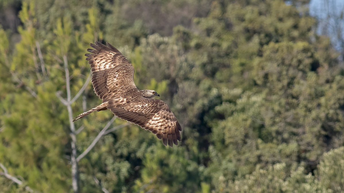#HaftanınKuşu Arı şahini'ni ilk kez kanat üstünden görmüştüm, paylaşmak istedim.
Temmuz 2024, Çeşme, İzmir.