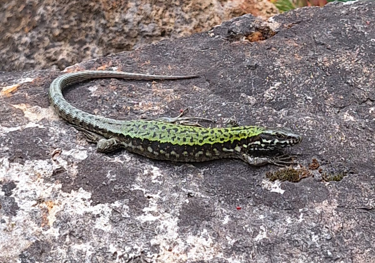 Naturfreund_81's tweet photo. Gibt es hier einen Experten zu #Eidechsen?
Habe Zauneidechsen im Garten. Dieses heute entdeckte Exemplar ist aber definitiv keine!
Muss eine Unterart der Mauereidechse sein.
Die heimische Art ist eher braun, dieses Tier auffällig grün mit starkem Muster.

Hat jemand 'ne Ahnung?🤷‍♂️ https://t.co/6uvjQWoVIp