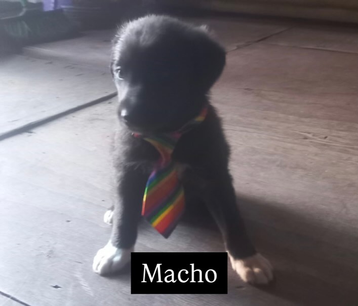 Hermoso bebito, de 2 meses, en adopción responsable. Si deseas adoptarlo, con compromiso de seguimiento, castración y vacunación, comunícate al +56964437879. Favor RT!
#Talcahuano