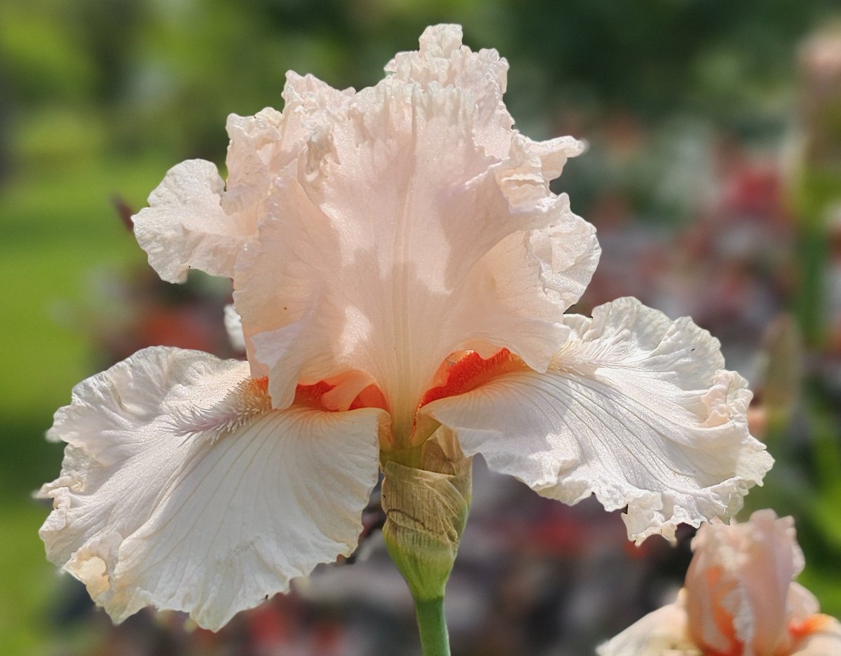 🌱Pink Iris are instant attention getters &amp; I grow several. Here's TB 'Jeff's Guardian Angel' (A. Don Murphy, 2012) - tall, elegant &amp; touched with lace - even more special because 🙏 Don gave it to me personally.😃 Only 4 left at Comanche Acres Iris Gardens - get 'em!😎 Iridaceae