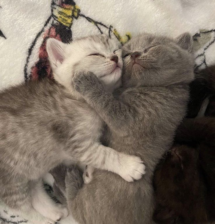 Kitty archives ♡ (@puppierz) on Twitter photo 