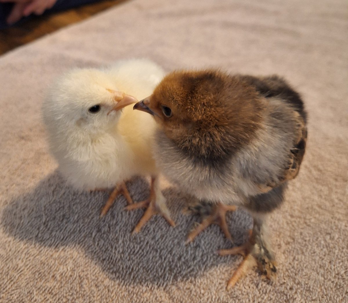 They are adorable!