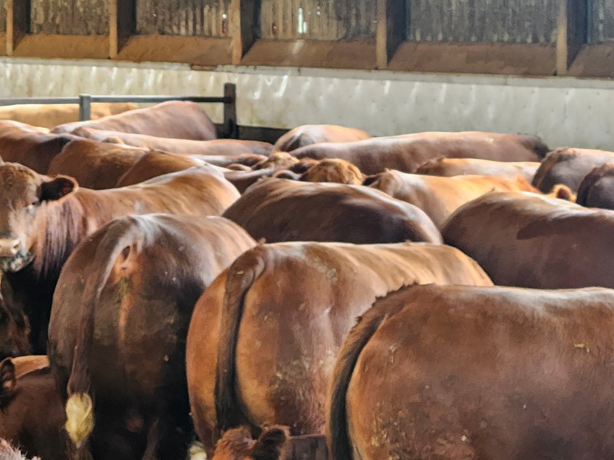 Ken Schaus 🇨🇦 tweet media