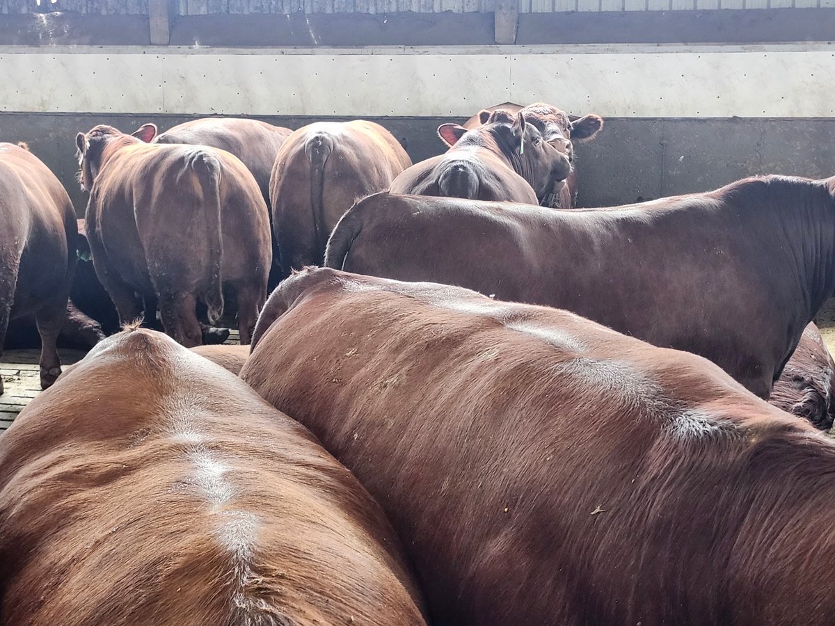 Ken Schaus 🇨🇦 tweet media