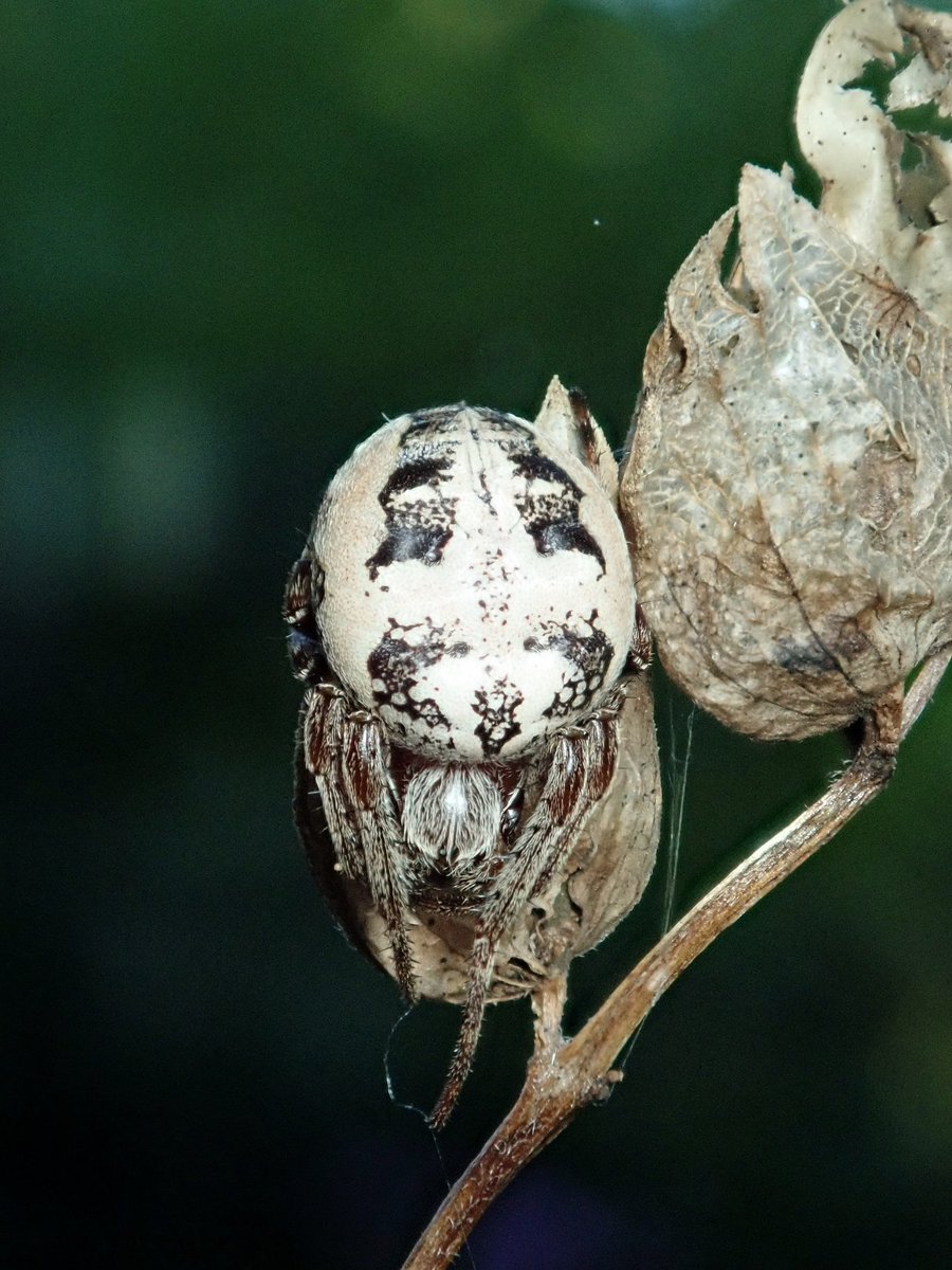 Genome sequence of Larinoides cornutus from <a href="/darwintreelife/">Darwin Tree of Life</a> newly out in <a href="/WellcomeOpenRes/">WellcomeOpenResearch</a>. Great to see more high quality spider genomes coming out! Image by Geoff Oxford
wellcomeopenresearch.org/articles/10-26…