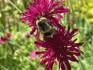 ONE WEEK TO GO - and lots of gorgeous gardens await your presence!  Yes it's our fabulous SHEEN OPEN GARDENS! Sunday June 1st:  1pm - 6pm.   Tickets £10 (children go free) via this link:  fishhelp.org.uk Pimm's, cream teas and live music too - all proceeds to FiSH.