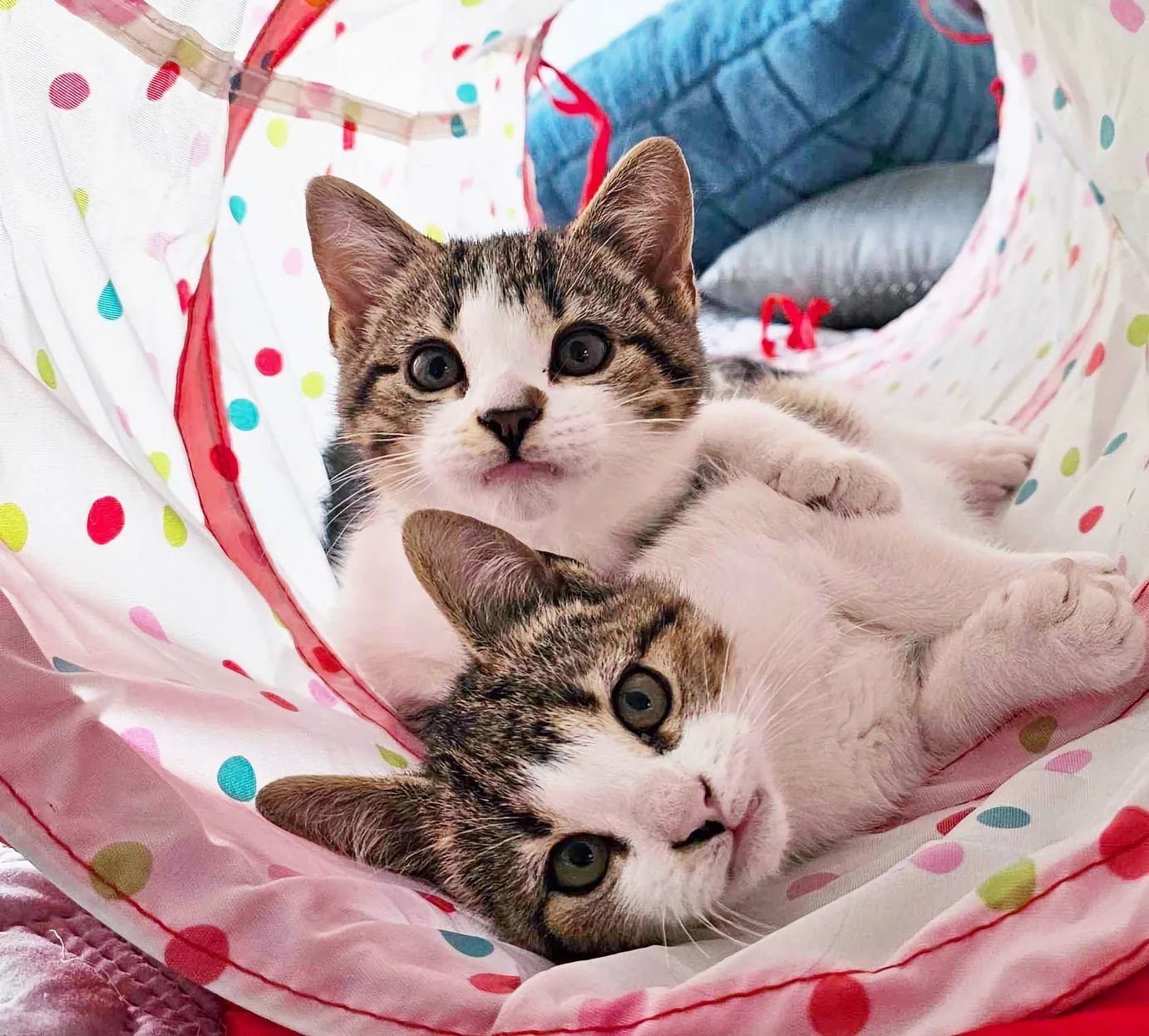 かわいい猫ちゃん 🐾 ちょこぼ・もぐ | 🐈 最近じゃれ合ってる
