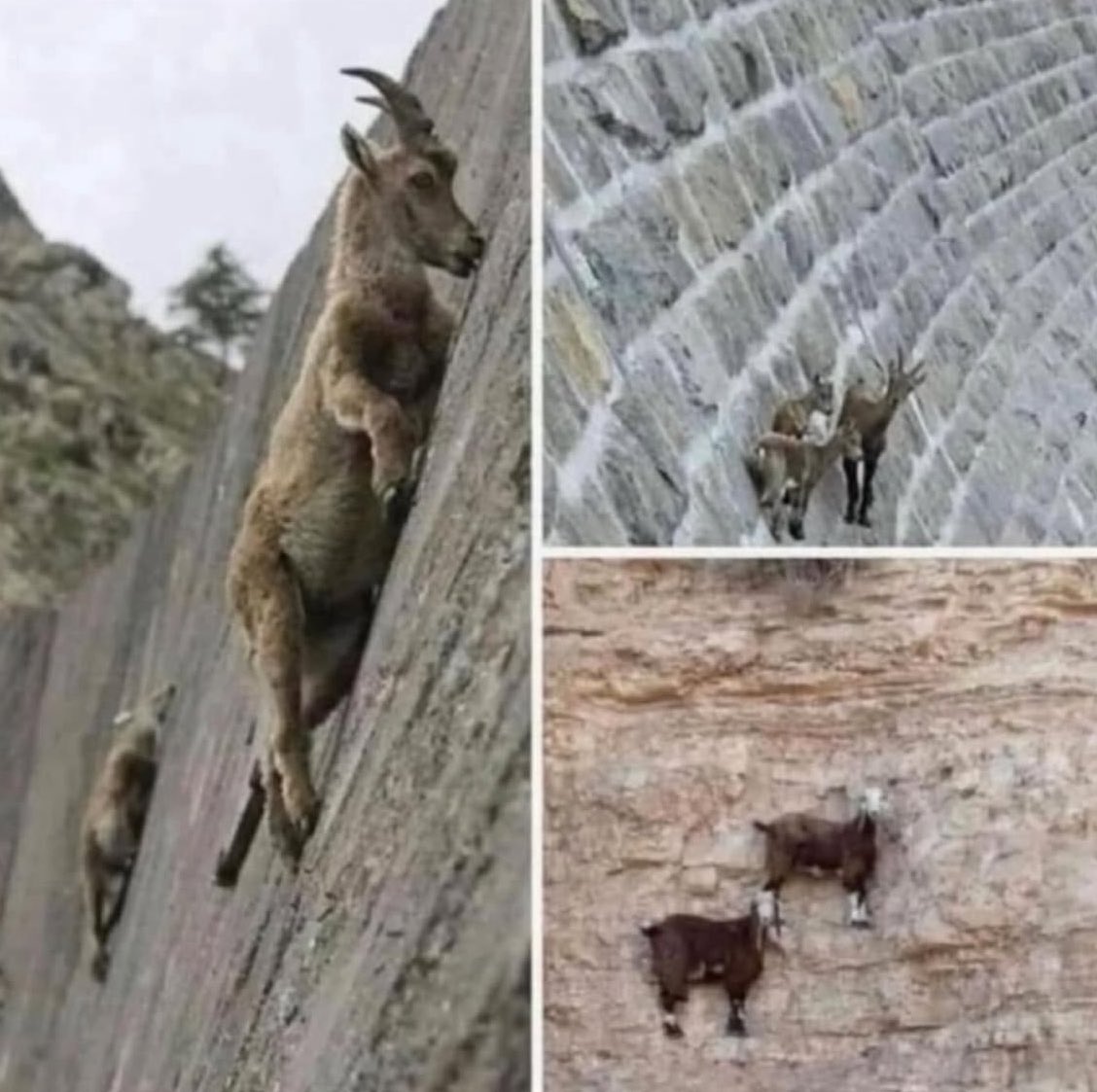 Everyone: Cattle are too high! They are gonna fall off a cliff soon.

Cattle futures: