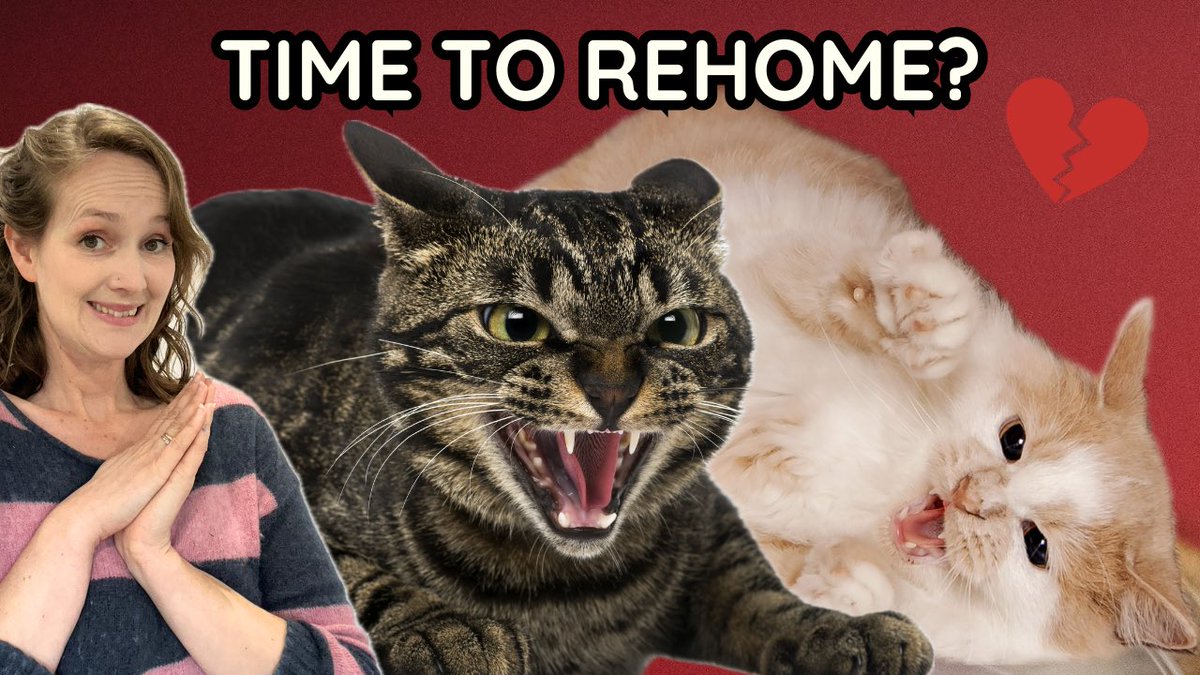 Cats Fighting? How to Know if it's Time to Rehome. youtu.be/eLNO9Oiktzs?si… via <a href="/YouTube/">YouTube</a> #aggressivecats #catfights #catbehaviour