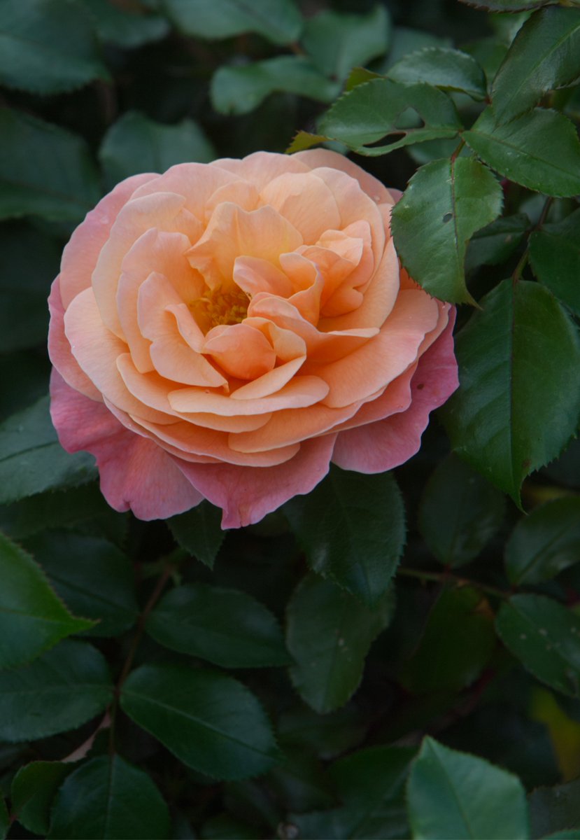 I can do things you cannot, you can do things I cannot; together we can do great things 😊

Mother Teresa

#Rose #MotherTeresa