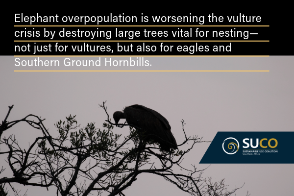 As elephants exceed their carrying capacity in certain areas, they increasingly destroy large trees that vultures—and other large birds like eagles and Southern Ground Hornbills—rely on for nesting and breeding.
#truth
#allfollowers
#elephants
#vultures