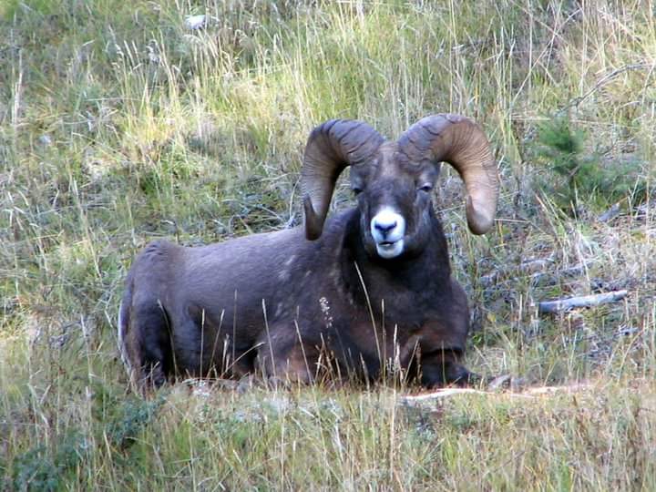 I found this fella overseeing Maligne Canyon, Jasper National Park.