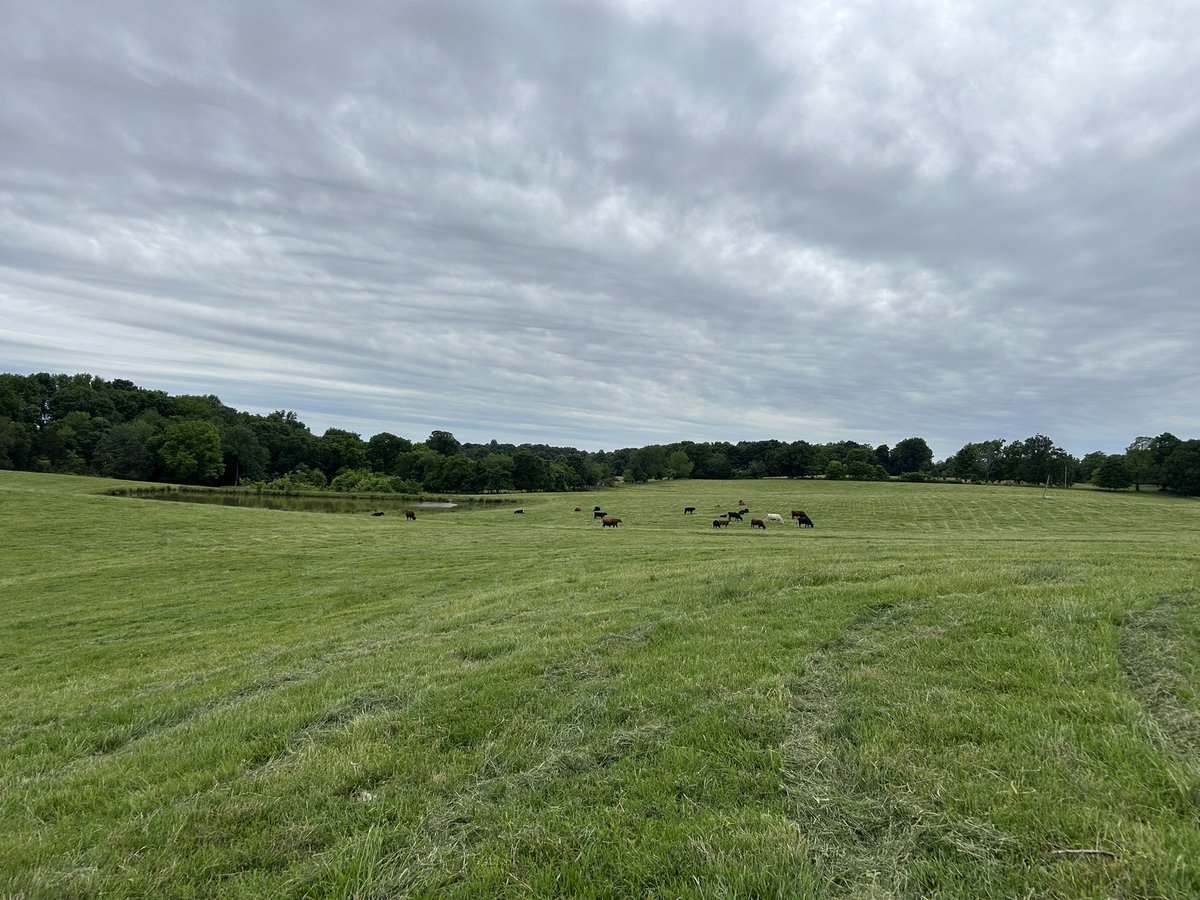 DerickMarr's tweet photo. Finally finished with mowing. Thinking I would relax and sit in the field for a few minutes on the 4wheeler but cows had different plans. https://t.co/Lnd7iZqYPL