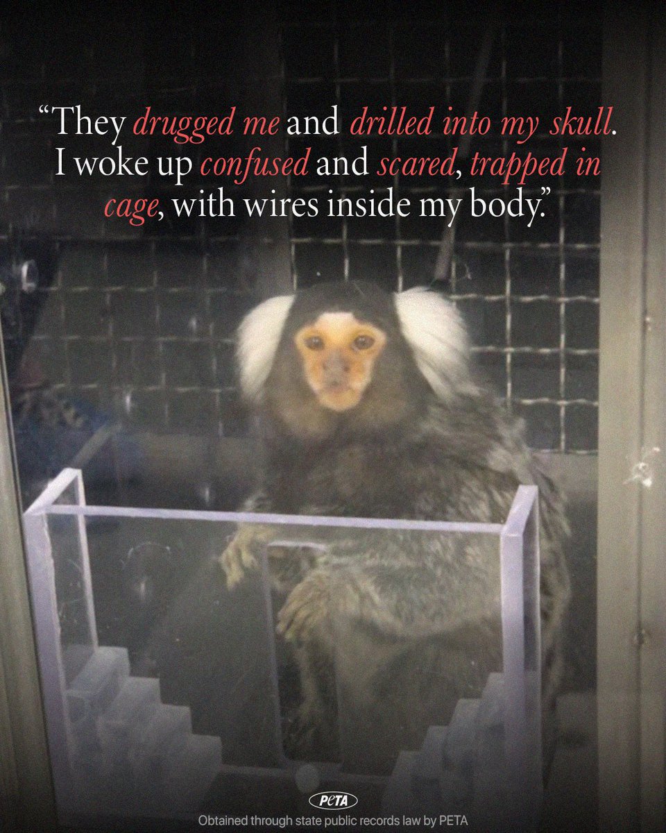 PETA (@peta) on Twitter photo Marmosets don’t get menopause—yet <a href="/UMassAmherst/">UMass Amherst</a> cages, abuses, and kills them in bogus experiments.
$6M in taxpayer money has been wasted on this. Help stop it 👉 peta.vg/42e8 Marmosets don’t get menopause—yet <a href="/UMassAmherst/">UMass Amherst</a> cages, abuses, and kills them in bogus experiments.
$6M in taxpayer money has been wasted on this. Help stop it 👉 peta.vg/42e8