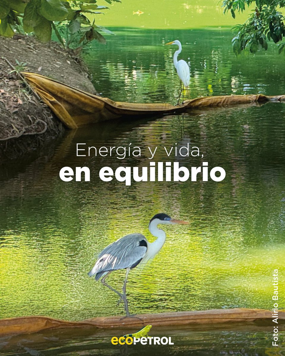 🐦 En el corazón del Magdalena Medio, las garzas y la energía conviven.
En la refinería de #Barrancabermeja, operamos con responsabilidad ambiental.
#EnergíaQueTransforma