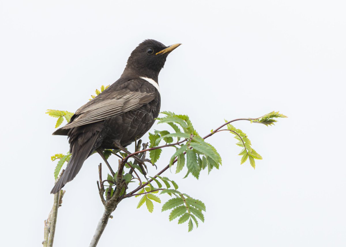 _TCartz's tweet image. Gamble on the weather paid off, successful trip into the Peak District.
Redstart, Ring Ouzel & Wood Warbler showing very well alongside Red Grouse & Whinchat.