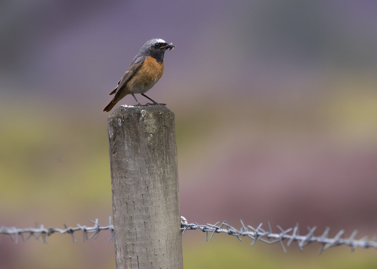 _TCartz's tweet image. Gamble on the weather paid off, successful trip into the Peak District.
Redstart, Ring Ouzel & Wood Warbler showing very well alongside Red Grouse & Whinchat.