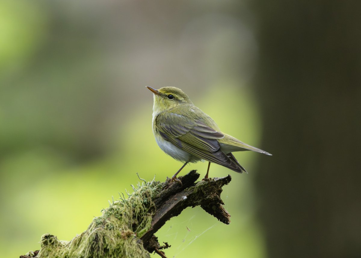 _TCartz's tweet image. Gamble on the weather paid off, successful trip into the Peak District.
Redstart, Ring Ouzel & Wood Warbler showing very well alongside Red Grouse & Whinchat.