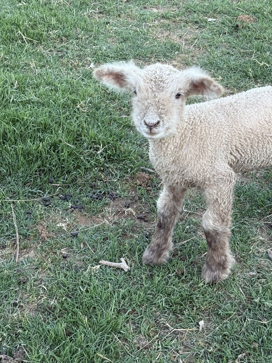 Hi! This little guy wanted to say Hello today after being fed hid bottle. Is he not the cutest! #SmileWithLittleD  #FarmLife