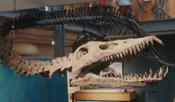 PaleontologieFr's tweet photo. Au Canada 🇨🇦, un nouveau #plésiosaure de 85 Ma a été nommé en l'honneur de chasseurs de #fossiles : #Traskasaura ! 
#Crétacé #ReptileMarin #Plesiosauria #Elasmosauridae 

📰https://t.co/mS7gYfLs2v

https://t.co/Cz6NCmc7c4 https://t.co/GhDWLuCEHM