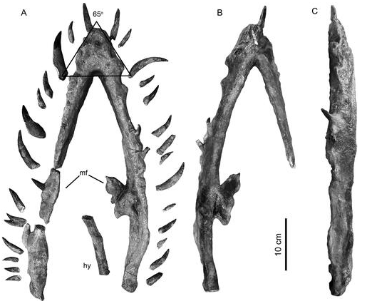 PaleontologieFr's tweet photo. Au Canada 🇨🇦, un nouveau #plésiosaure de 85 Ma a été nommé en l'honneur de chasseurs de #fossiles : #Traskasaura ! 
#Crétacé #ReptileMarin #Plesiosauria #Elasmosauridae 

📰https://t.co/mS7gYfLs2v

https://t.co/Cz6NCmc7c4 https://t.co/GhDWLuCEHM