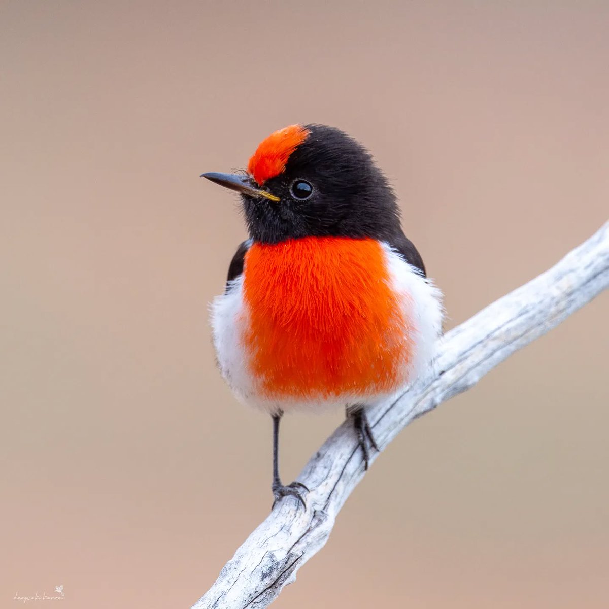 Red-capped Robin
(Petroica goodenovii) 
Pretty cute for sure! ❤️

📷 deepak_karra (Instagram) ©️🇦🇺

#birds #nature #wildlife #Australia