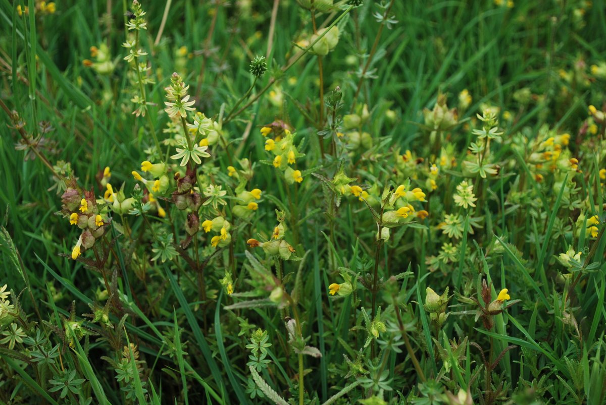 Rain needed as Yellow Rattle is flowering early.