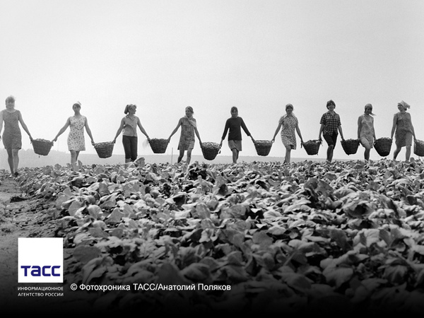 Школа помогает деревне. Старшеклассницы на уборке овощей в совхозе. Новосибирская обл. СССР. 1970 г.