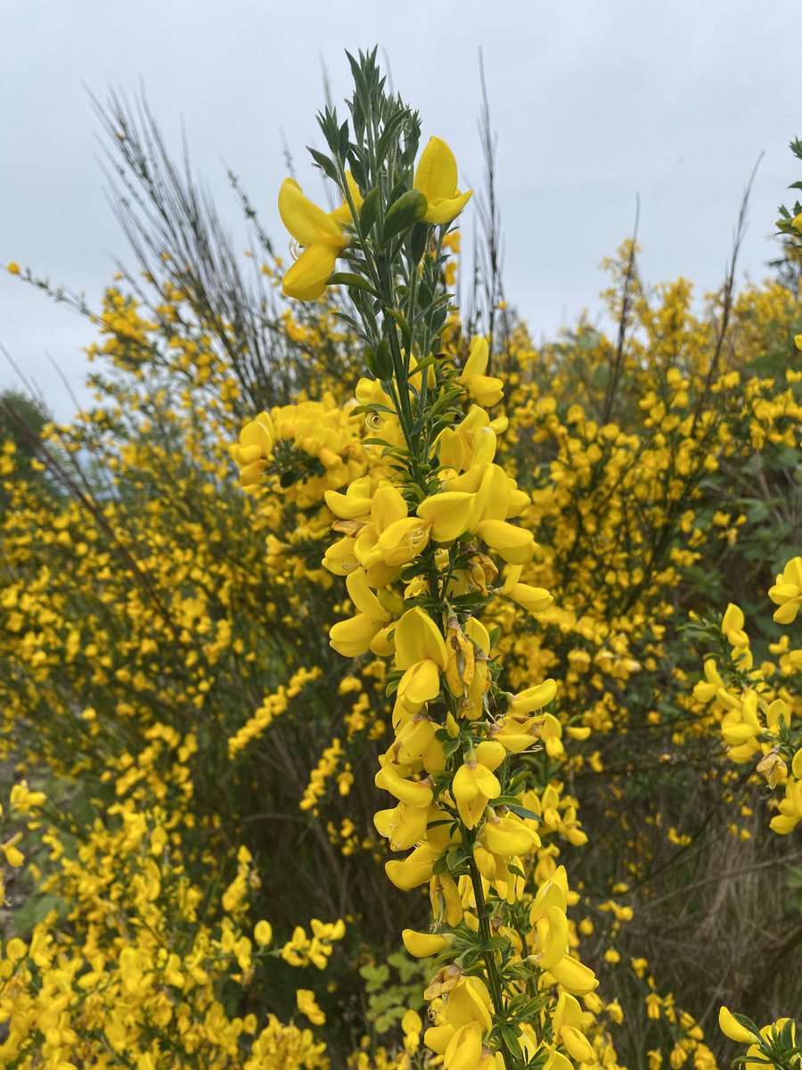 KanJupiter's tweet photo. Scotch broom.

Pros:
•Traditional Uses:
◦Historically used for making brooms.
◦Used in weaving, thatching, and rope making.
◦Branches were used to make baskets and fences.
◦Used traditionally for certain medicinal purposes (e.g., as a diuretic, for heart issues), though these uses are not scientifically proven and can have serious side effects.
◦Flower buds have been pickled and used as a substitute for capers.
◦Tops have been used to flavor beer.
◦Roasted seeds have been used as a coffee substitute.
•Ecological Functions (in its native range):
◦Nitrogen fixation: As a legume, it can fix nitrogen in the soil, which helps it establish in nutrient-poor areas.
◦Erosion control: Its deep root system can help stabilize soil on slopes and disturbed areas.
◦Pollinator support: Flowers are rich in nectar and pollen, attracting bees, butterflies, and other pollinators.
◦Shelter: Provides shelter for wildlife. 

Cons (primarily in areas where it is invasive):
•Invasive and Disruptive:
◦Rapidly spreads and forms dense stands that outcompete native plants.
◦Reduces plant community diversity.
◦Can invade and harm native habitats, including forests and grasslands.
•Negative Impact on Wildlife and Habitat:
◦Displaces native plants that wildlife depend on for food and habitat.
◦Dense stands can impede wildlife movement.
◦Seeds are toxic to livestock and horses.
•Fire Hazard:
◦Dense stands create a dangerous fire hazard.
◦Increases wildfire strength and frequency.
•Economic Impact:
◦Controlling its spread can be costly for landowners.
◦Degrades farmland and rangelands.
•Potential Human and Animal Health Risks:
◦Slightly toxic to livestock.
◦Potential toxicity if ingested by humans.
◦Smoking cigarettes containing Scotch broom carries a risk of fungal pneumonia.
•Other negative impacts:
◦Can affect people with allergies.