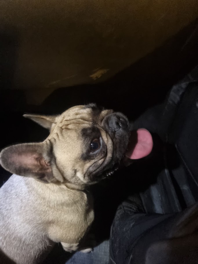 #PLSJ Policía Local se recoge perro Bulldog Francés en vía pública Nou Nazaret. Contactar con Policía Local Sant Joan d´Alacant #UPOporseguridad