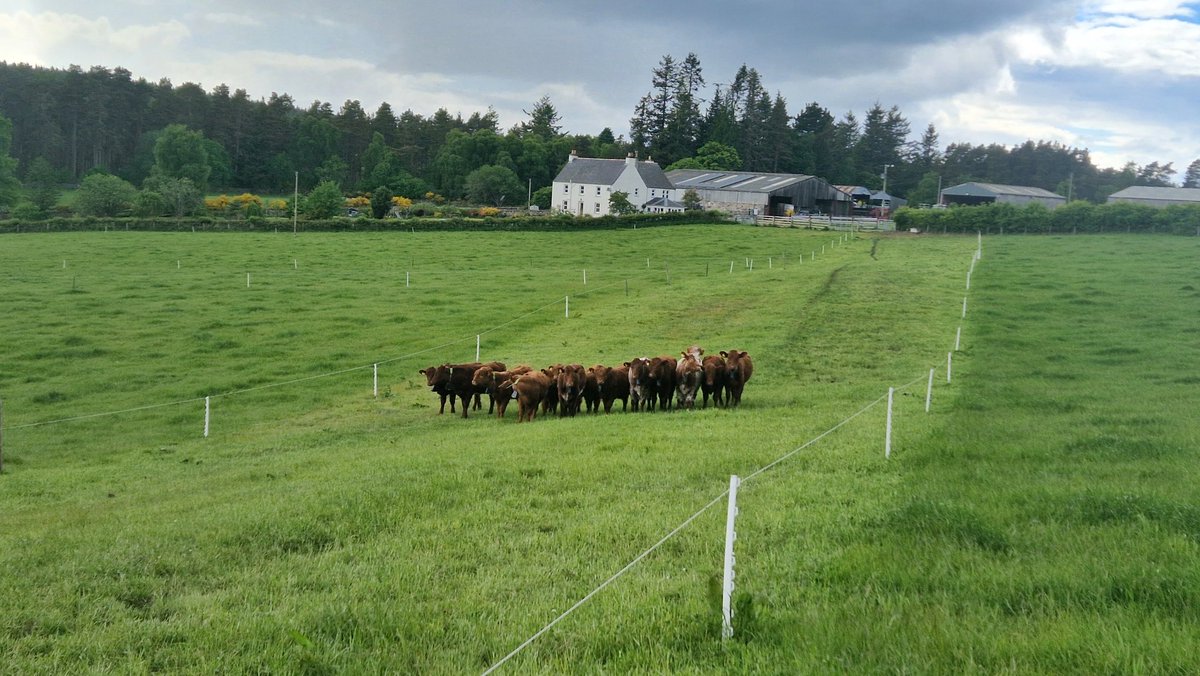 Edinvale Farm 🌱🐂 tweet media