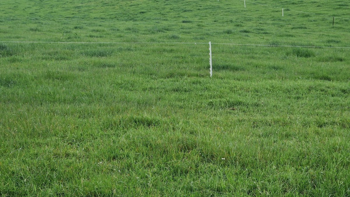 Edinvale Farm 🌱🐂 tweet media