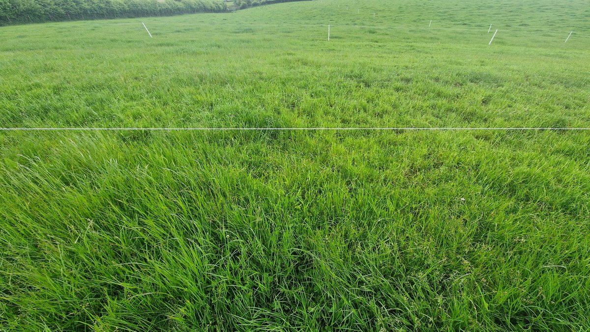 Edinvale Farm 🌱🐂 tweet media