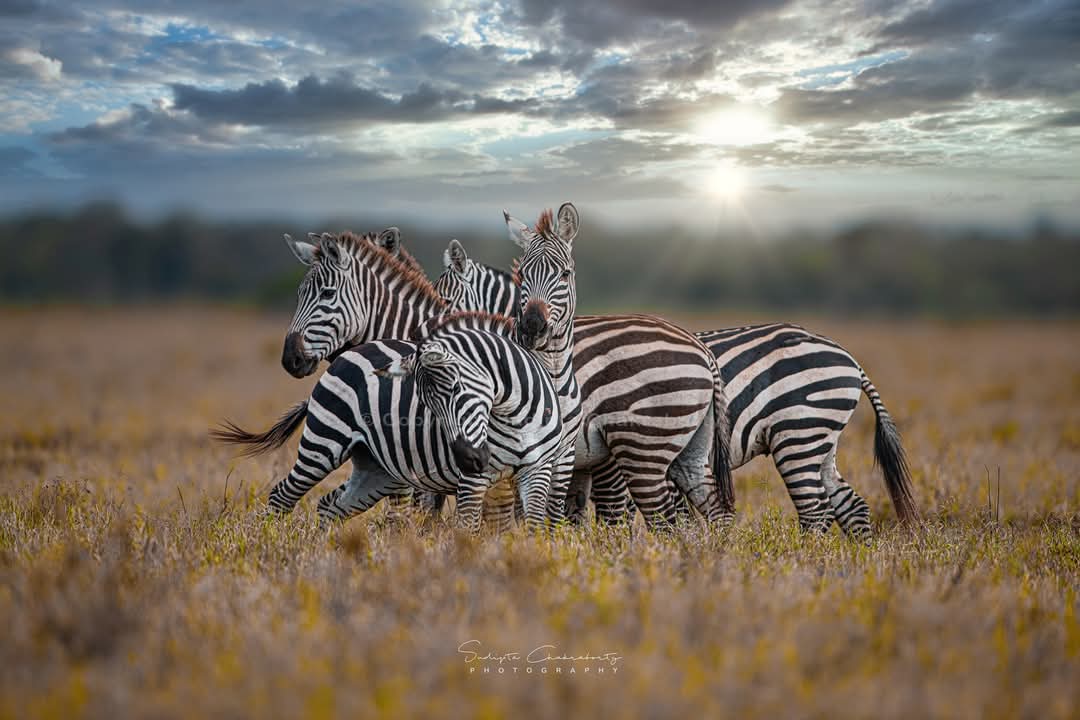 There is power in numbers. If you want to go fast, go alone. If you want to far, go together. ~ African Proverb.

#TunzaMaliYako 
#LakeNakuruNationalPark
