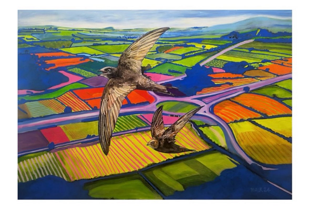 Saw a lot of Swifts over the motorways recently. 
Here is a painting I made a couple of years ago representing this. 
Plus some others.