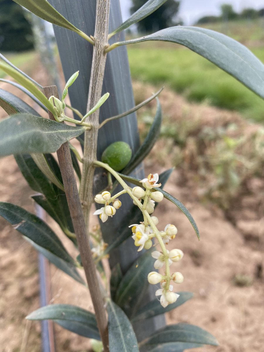 David Hoyles tweet media