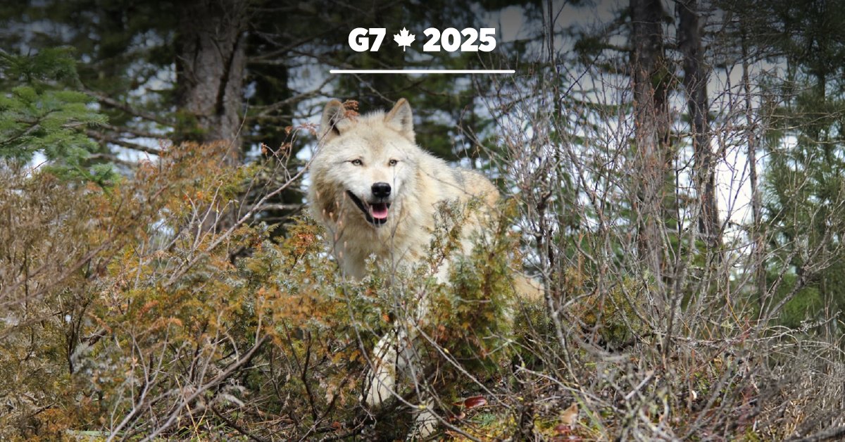 Canada is hosting the 2025 Leaders’ Summit in Kananaskis, home to diverse wildlife. Help keep them safe and yourself protected:

➡️Keep your distance
➡️Never feed wildlife
➡️Secure waste

📷 Global Affairs Canada

For more info: ow.ly/n4Eg50VY82u  #G7Canada
