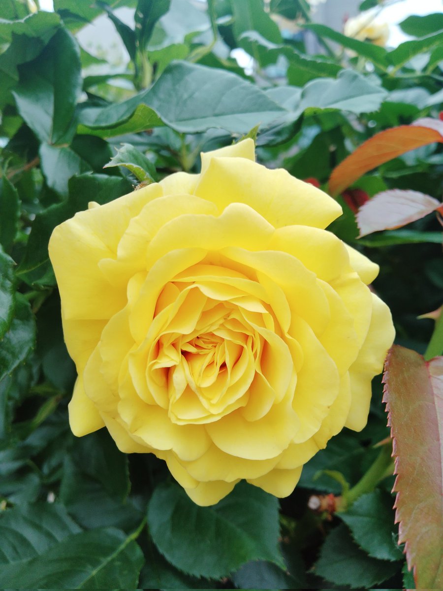 薔薇とアジサイの季節ですね～