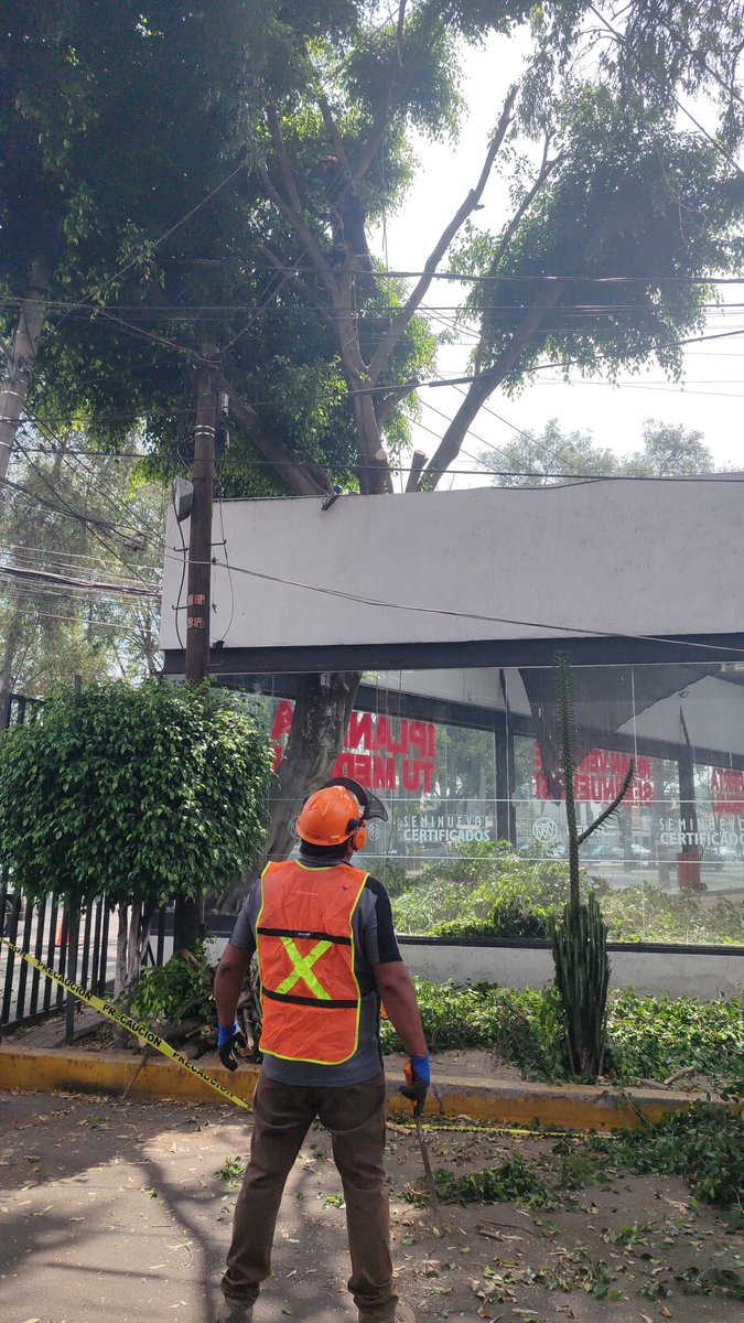 ImALEXRAM's tweet photo. @supercivicosmx Así desaparecen árboles totalmente sanos por que afecta el negocio en Rinconada coapa https://t.co/w0ftcKdKds