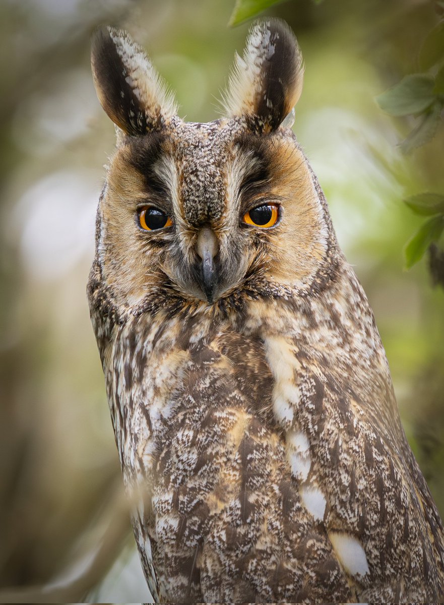 Anthony Skordis (@antskordis) on Twitter photo Just how gorgeous is this female long eared owl from this evening just before the rain. ππ <a href="/Natures_Voice/">RSPB</a> <a href="/DurhamBirdClub/">Durham Bird Club</a> <a href="/CanonUKandIE/">Canon UK and Ireland</a> <a href="/WildlifeMag/">BBC Wildlife</a> <a href="/BBCSpringwatch/">BBC Springwatch</a> Just how gorgeous is this female long eared owl from this evening just before the rain. ππ <a href="/Natures_Voice/">RSPB</a> <a href="/DurhamBirdClub/">Durham Bird Club</a> <a href="/CanonUKandIE/">Canon UK and Ireland</a> <a href="/WildlifeMag/">BBC Wildlife</a> <a href="/BBCSpringwatch/">BBC Springwatch</a>
