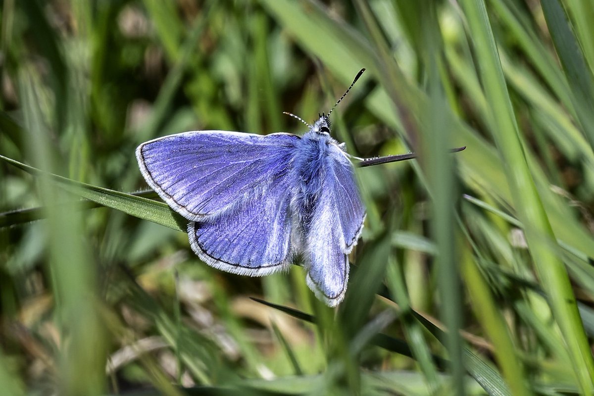 Mark Stokeld (@theoldklipdok) on Twitter photo Butterflies at Saltholme recently. Wall, Small Heath, Orange-tip and Common Blue. <a href="/RSPBSaltholme/">RSPB Saltholme</a> <a href="/clevelandnats/">Cleveland Naturalists Field Club</a> <a href="/TeesmouthNNR/">TeesmouthNNR</a> <a href="/teeswildlife/">Tees Wildlife</a> <a href="/teesbirds1/">teesbirds</a> Butterflies at Saltholme recently. Wall, Small Heath, Orange-tip and Common Blue. <a href="/RSPBSaltholme/">RSPB Saltholme</a> <a href="/clevelandnats/">Cleveland Naturalists Field Club</a> <a href="/TeesmouthNNR/">TeesmouthNNR</a> <a href="/teeswildlife/">Tees Wildlife</a> <a href="/teesbirds1/">teesbirds</a>