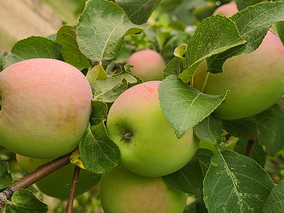 Grow your own delicious bounty of apples and pears. Tips on prairie-hardy varieties plus an arborist's recommendations on pruning in today's gardening column: winnipegfreepress.com/arts-and-life/…

#growyourown #fruits #apples #pears #pruningtips #arborist #breeder